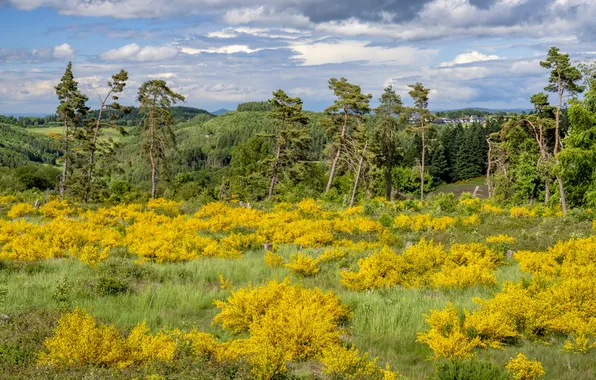 Лес, облака, сосны, кустарники