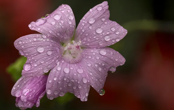 Картинка Макро, Капли, Macro, Drops, Розовый цветок, Pink flower