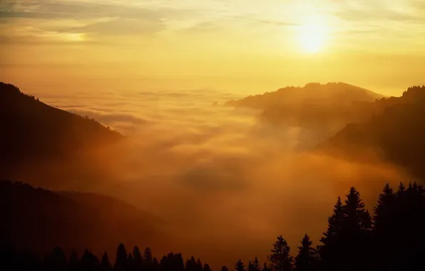 Картинка солнце, деревья, туман