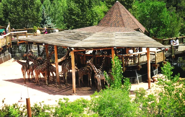 Жирафы, зоопарк, zoo, girafe