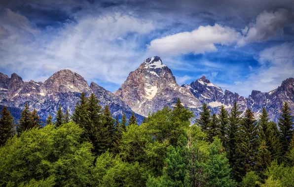 Картинка деревья, горы, Вайоминг, Wyoming, Гранд-Титон, Grand Teton National Park