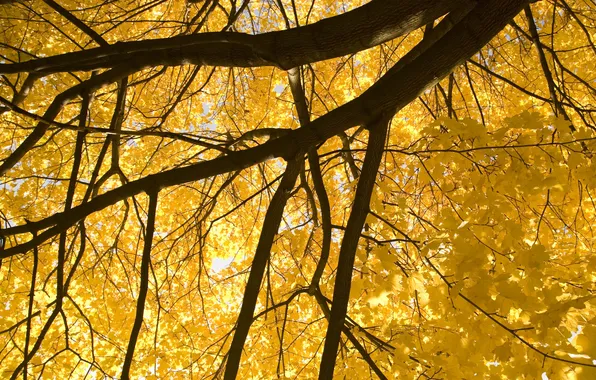 Картинка осень, листья, ветки, природа, дерево, листва, nature, autumn