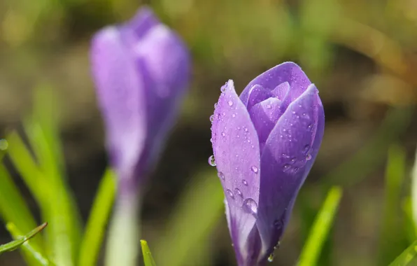 Flower, spring, purple, crocus