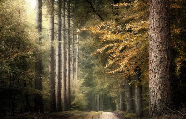 Осень, лес, природа