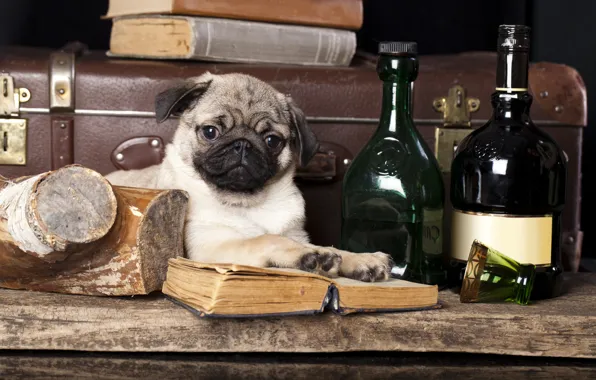 Картинка книги, собака, мопс, чемодан, бутылки