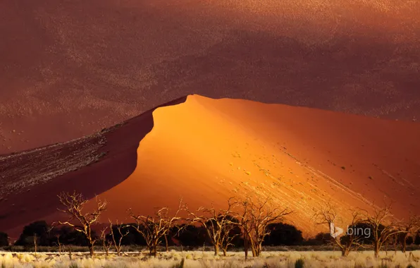 Песок, деревья, пустыня, дюны, Африка, Намибия, Sossusvlei