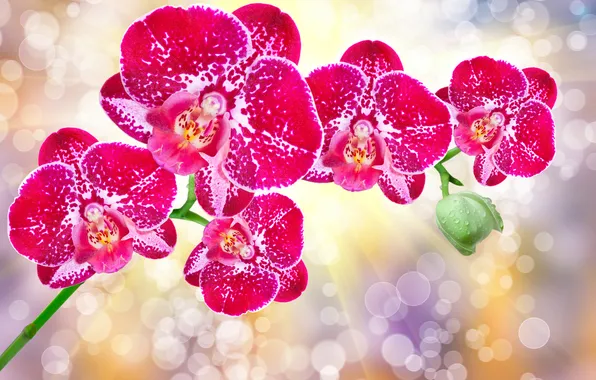 Картинка цветы, орхидея, flowers, orchid