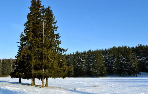 Картинка зима, лес, небо, снег, деревья, ель