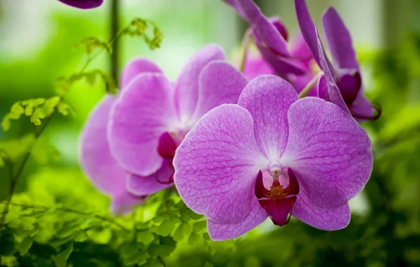 Картинка макро, орхидеи, экзотика