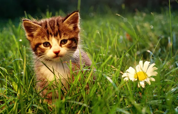 Кошка, трава, кот, макро, котенок, cat