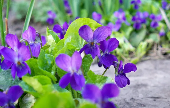 Картинка цветок, фиолетовый, весна, нежно, лесная, цветочек, фиалка