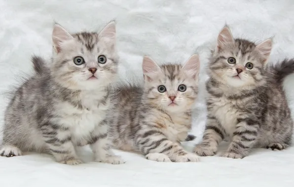 Картинка котята, малыши, трио