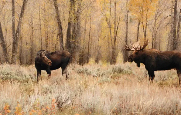 Bull, female, cow, male, .two brown moose on plant field near trees