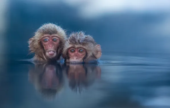 Картинка вода, природа, обезьяны