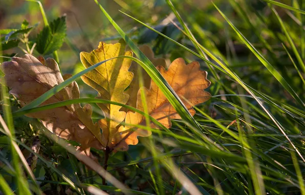 Картинка осень, трава, желтый, природа, лист, опавший