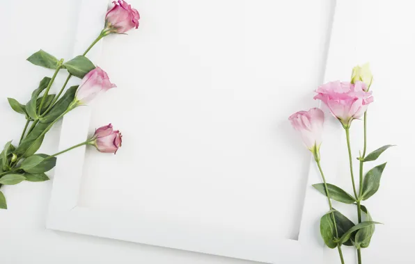 Картинка белый, цветы, фон, рамка, декор, эустома