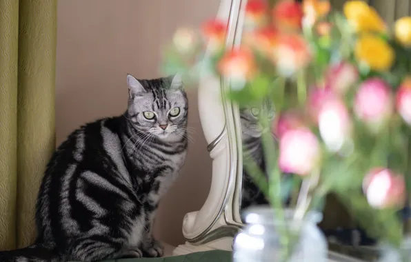 Кошка, кот, цветы, поза, букет, зеркало, серая, шторы