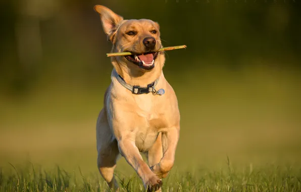 Картинка радость, настроение, собака, бег, прогулка, Лабрадор-ретривер