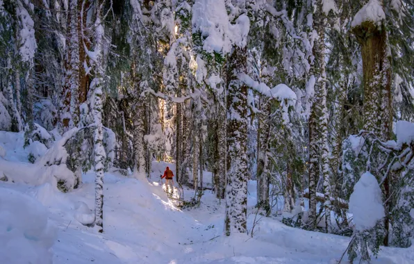 Картинка зима, лес, человек