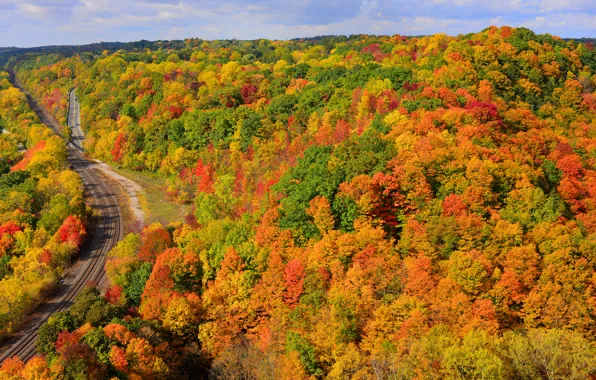 Картинка дорога, осень, лес, небо, деревья