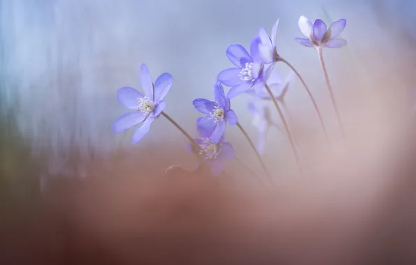 Цветы, природа, весна