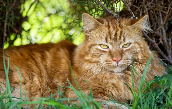Картинка кошка, трава, кот, взгляд, ©Tambako The Jaguar