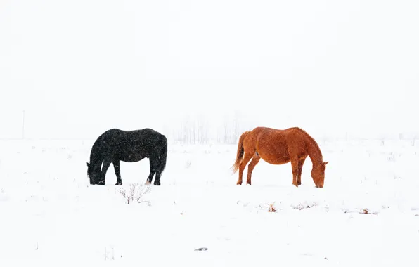 Снег, черный, лошади, black, коричневый, brown, snow, horses