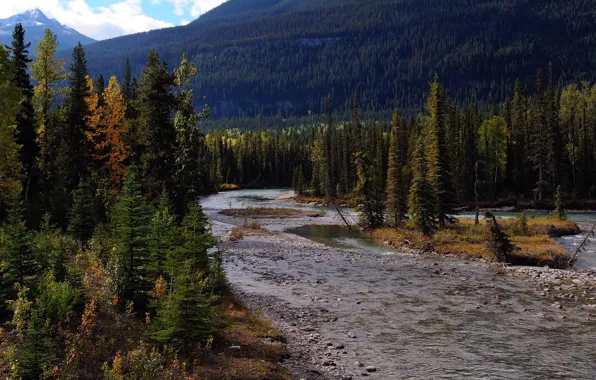 Картинка лес, деревья, горы, река, камни, Канада, Mount Robson Provincial Park