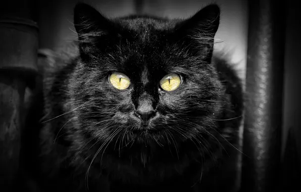 Картинка кошка, кот, взгляд, черный, портрет