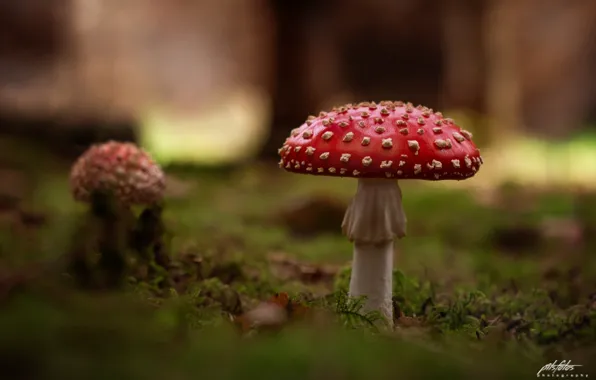 Картинка red, grass, nature, mushroom, closeup, depth of field, Pits Art