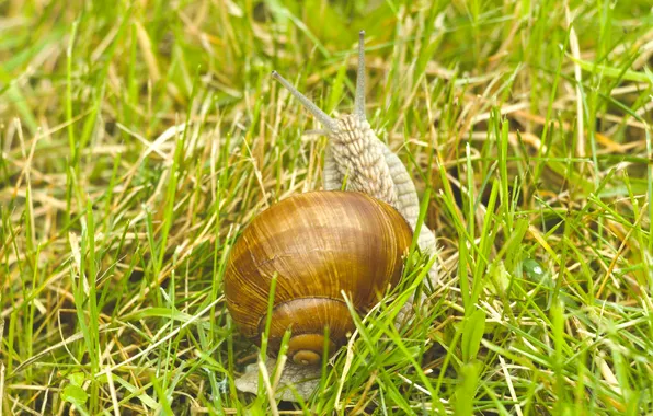 Картинка shell, snail, mollusk
