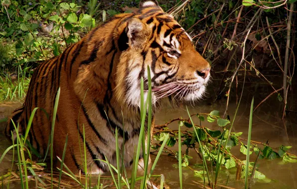 Картинка Тигр, купание, водоем, досуг
