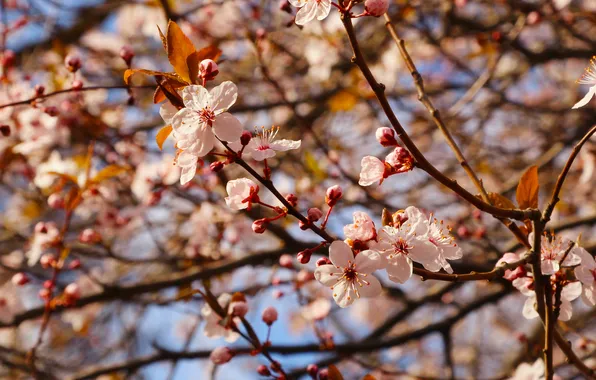 Flower, spring, twig, bloomin