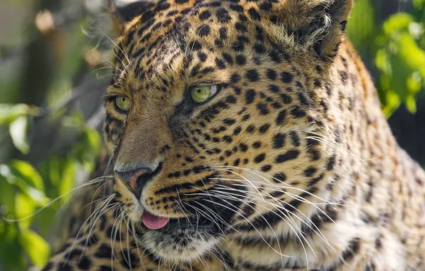 Картинка язык, кошка, морда, леопард, ©Tambako The Jaguar