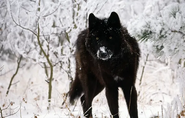 Nature, snow, predator, animal, wolf, wildlife, black wolf, Canis lupus
