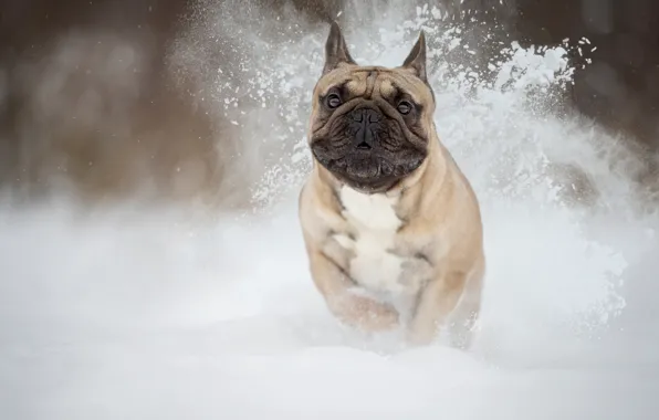 Картинка снег, собака, зверь, Французский бульдог