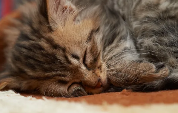 Картинка кот, морда, котенок, сон, маленький, спит, мех