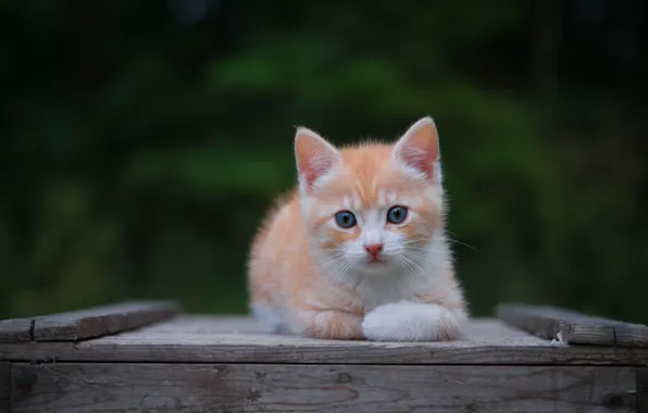 Кошка, взгляд, природа, поза, темный фон, котенок, доски, лапки