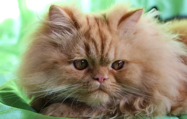 Взгляд, пушистый, мордочка, рыжий кот, Персидская кошка