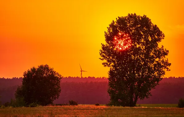 Summer, landscape, sunset, three