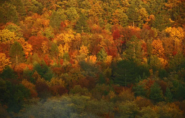 Осень, лес, деревья, colors, forest, Autumn, fall