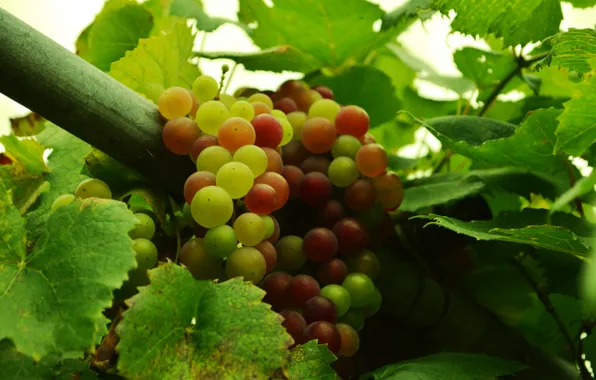 Картинка осень, ягоды, еда, виноград, фрукты