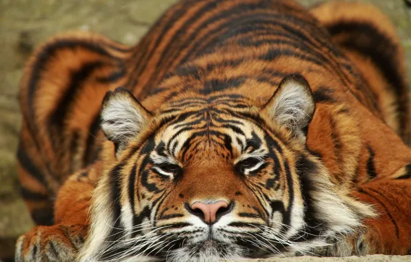 Картинка тигр, хищник, лежит, Суматра