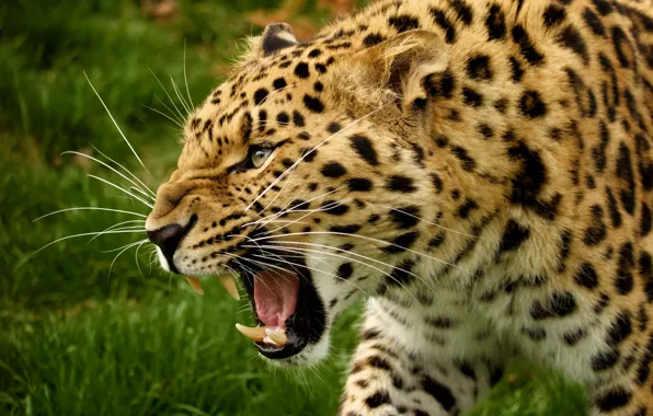 Картинка морда, хищник, клыки, дикая кошка, амурский леопард