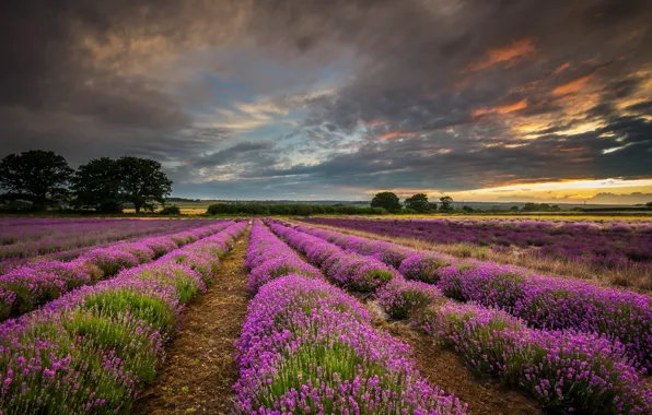 Картинка поле, облака, закат, природа, Англия, Великобритания, лаванда, графство Хэмпшир
