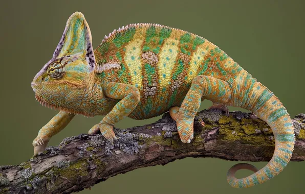 Картинка chameleon, branch, lizard, reptile