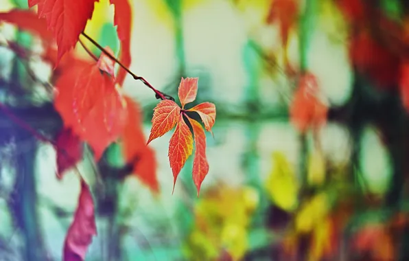 Картинка цвета, дерево, забор, настроение осень