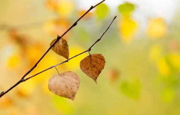 Осень, листья, деревья, желтый