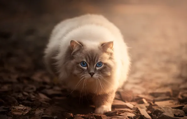 Кошка, кот, взгляд, свет, природа, камни, фон, прогулка