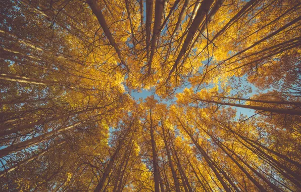 Картинка Природа, Осень, Деревья, Лес